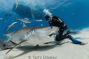 A slow day at the office. 
— Subal underwater housing, C... by Terry Steeley 